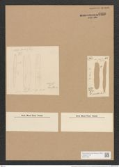 Nitzschia thermalis var. littorea Grunow (de-Toni-Nr.: Genus 47, Species 2044) Zeichnungen Sammlung Grunow Nr. 4466 (NHMW-BOT-W0371853)
